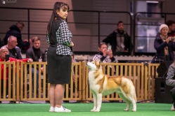 Wystawa Shelby Międzynarodowa Kielce 1.12.2024